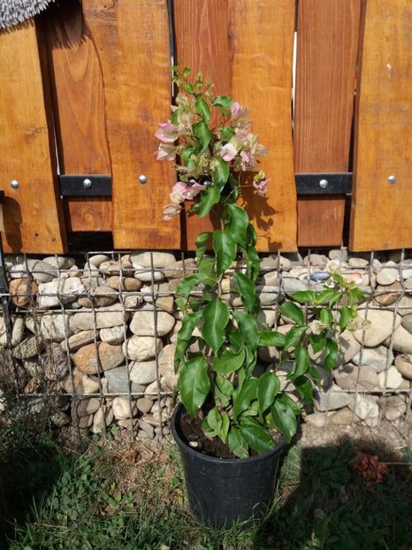  - flori de camera 2019