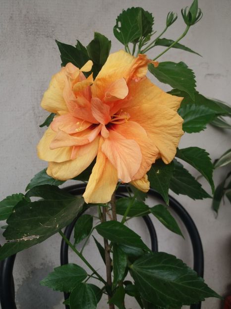  - flori de camera 2019