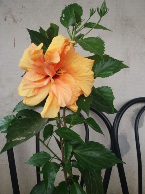  - flori de camera 2019