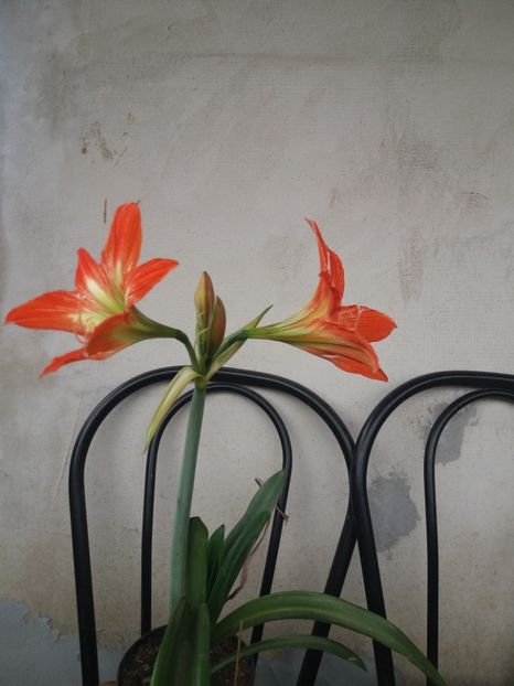  - flori de camera 2019