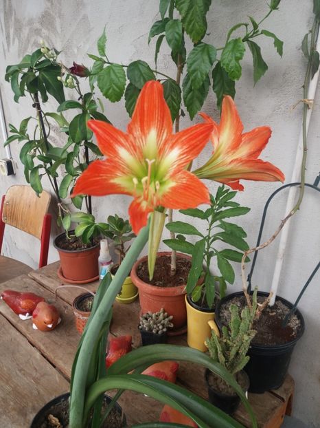  - flori de camera 2019