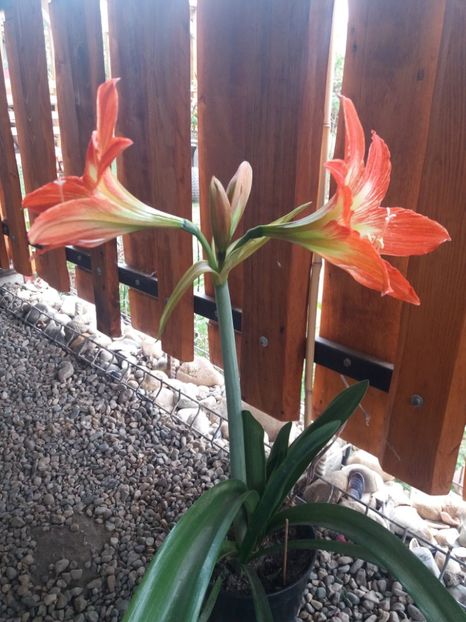  - flori de camera 2019