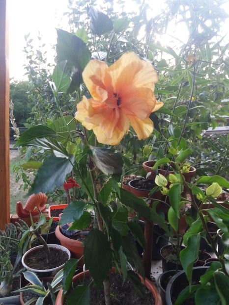  - flori de camera 2019