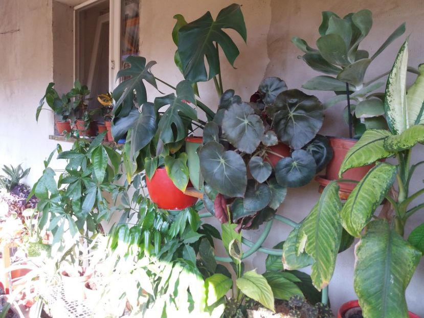  - flori de camera 2019