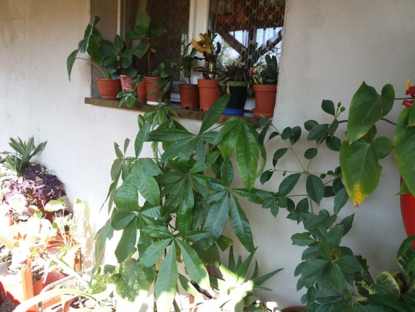  - flori de camera 2019