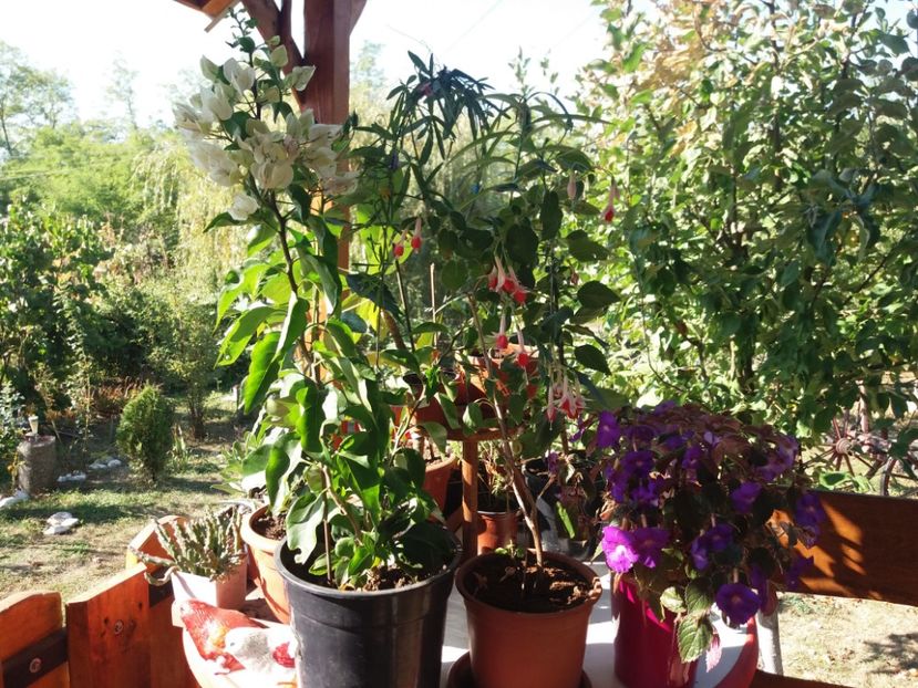  - flori de camera 2019