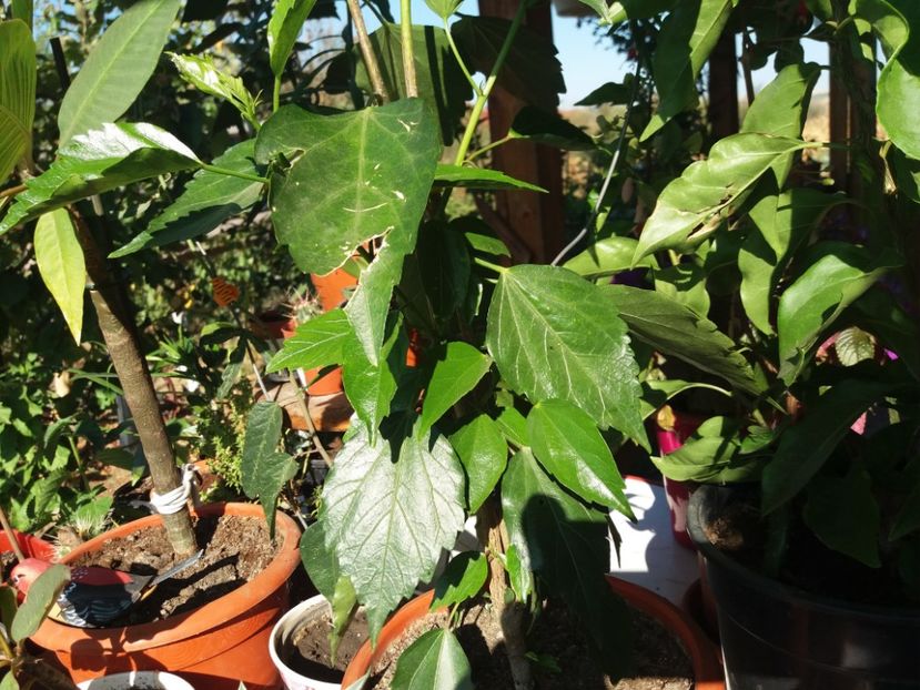  - flori de camera 2019