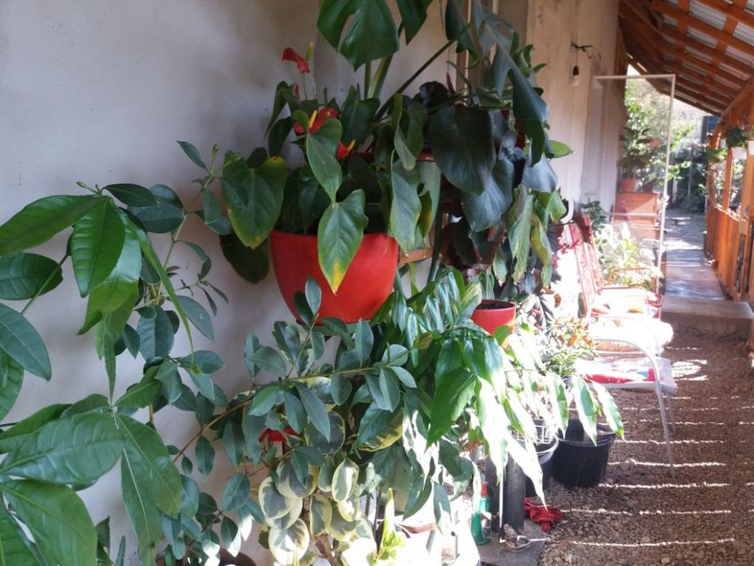  - flori de camera 2019