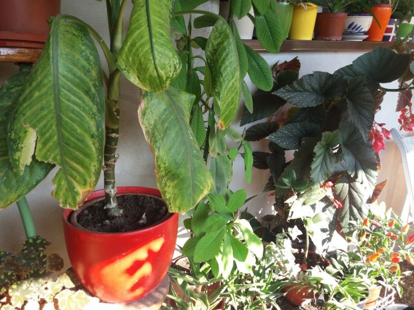  - flori de camera 2019