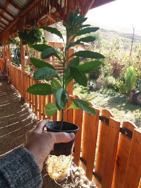  - flori de camera 2019