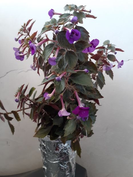  - Violaceea semiplena