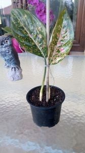  - 003-1 Aglaonema- planta intunericului