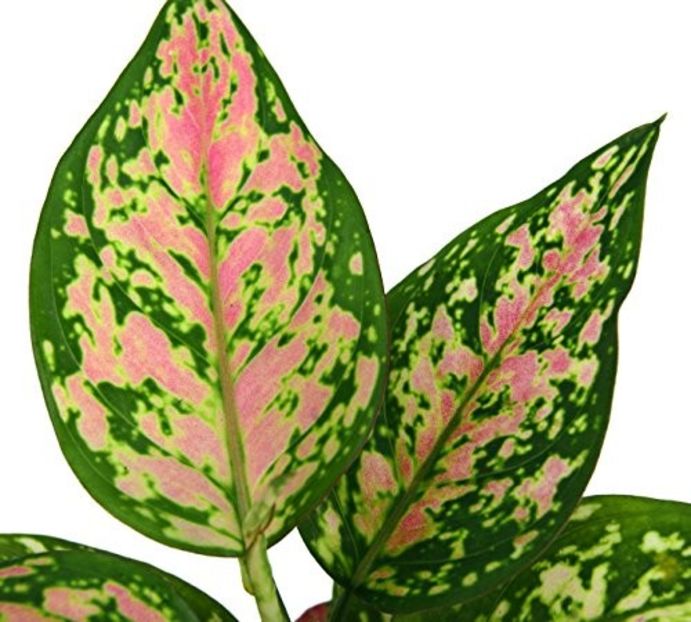 Aglaonema ”Wishes” - 003-1 Aglaonema- planta intunericului