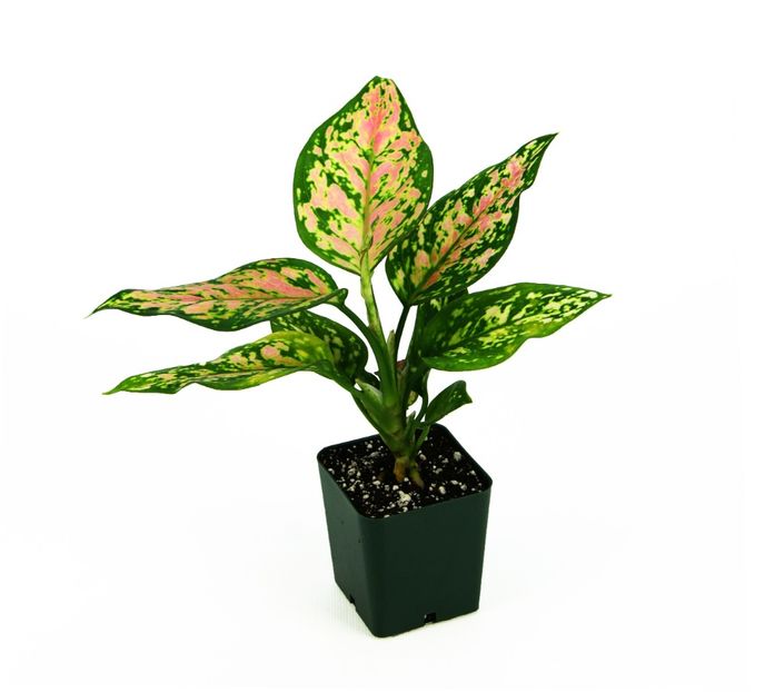 - 003-1 Aglaonema- planta intunericului
