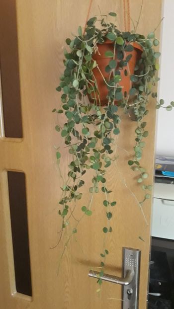 09.10.2019 - Hoya serpens