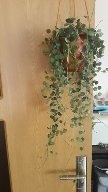 09.10.2019 - Hoya serpens