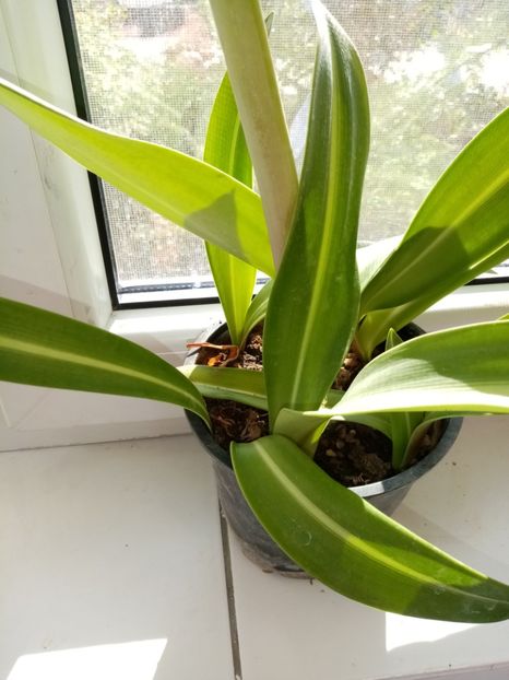Hipeastrum, frunza variegata - Octombrie 2019