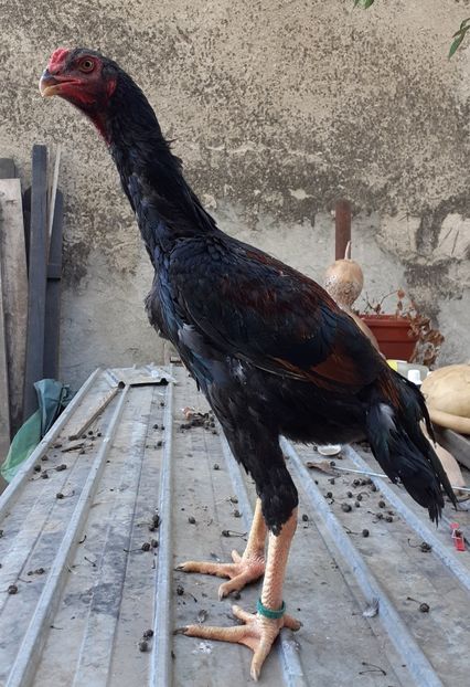 Shamo, patru luni - 2019