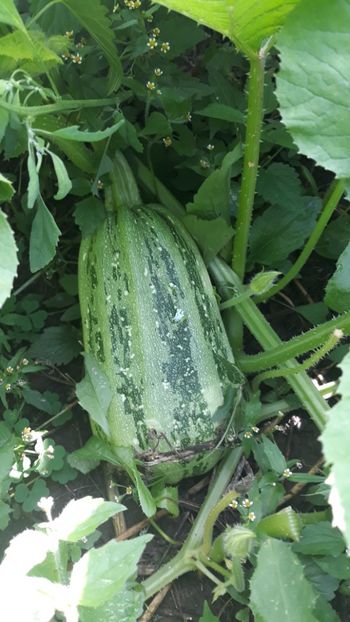  - Legume din Gradina 2019