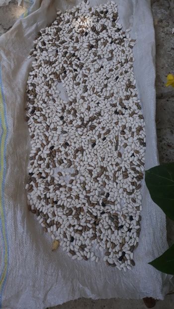  - Legume din Gradina 2019