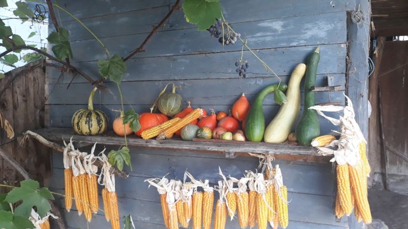  - Legume din Gradina 2019