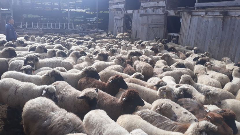  - 2019 La stana la Nea Lili