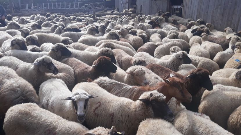  - 2019 La stana la Nea Lili