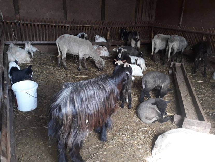  - 2019 La stana la Nea Lili