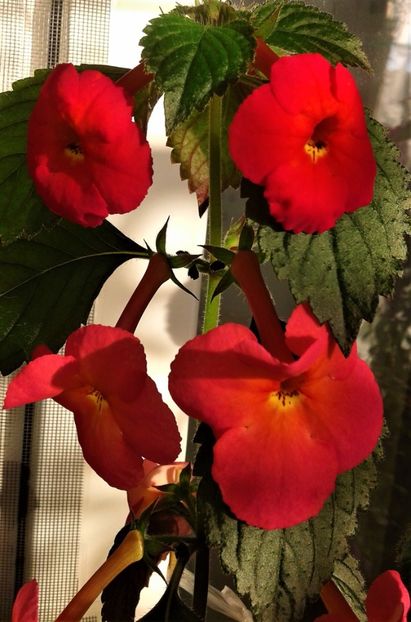  - ACHIMENES 07 10 2000000019