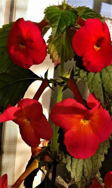  - ACHIMENES 07 10 2000000019