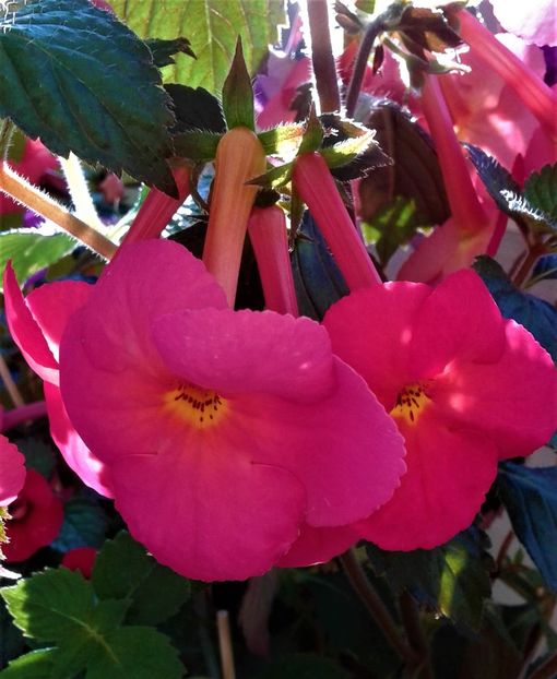  - ACHIMENES 07 10 2000000019