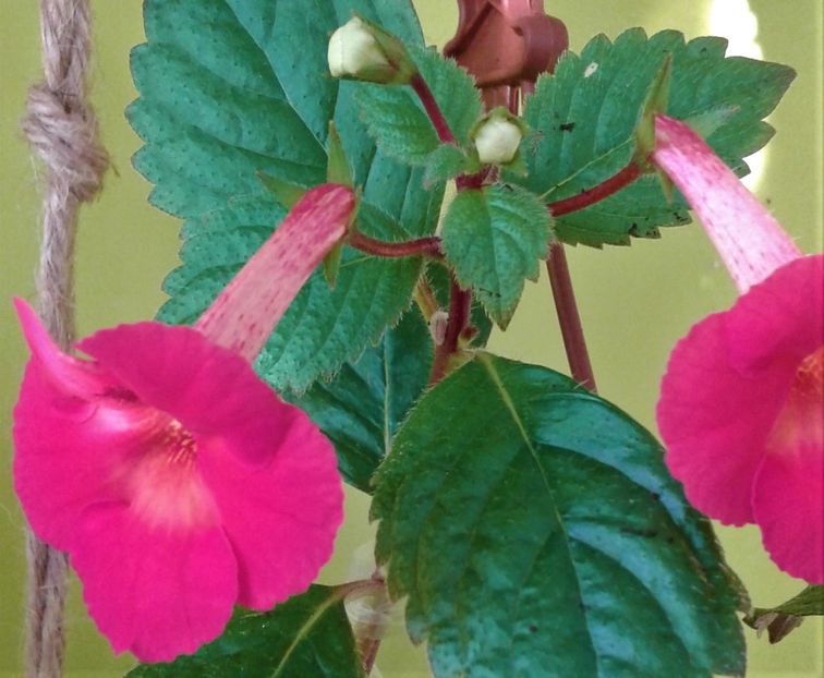  - ACHIMENES 07 10 2000000019