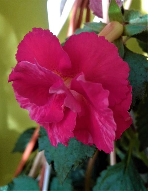  - ACHIMENES 07 10 2000000019