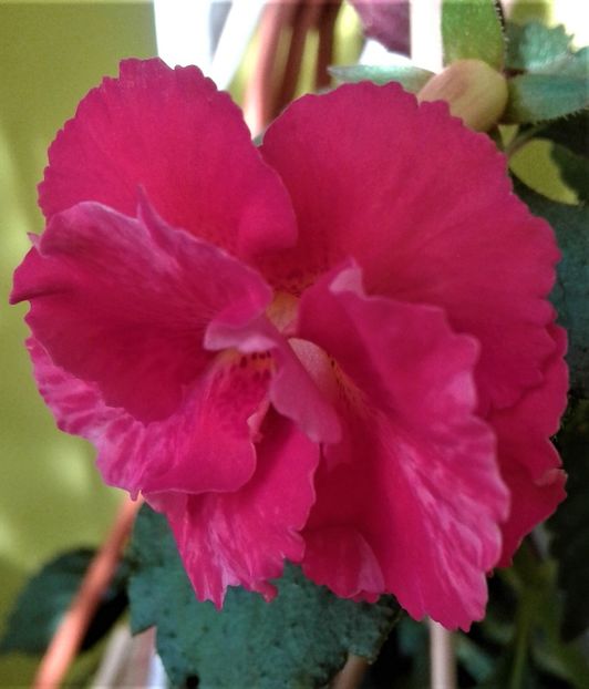  - ACHIMENES 07 10 2000000019