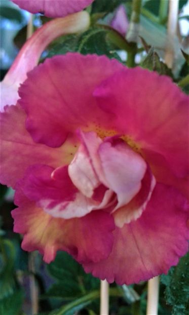  - ACHIMENES 07 10 2000000019