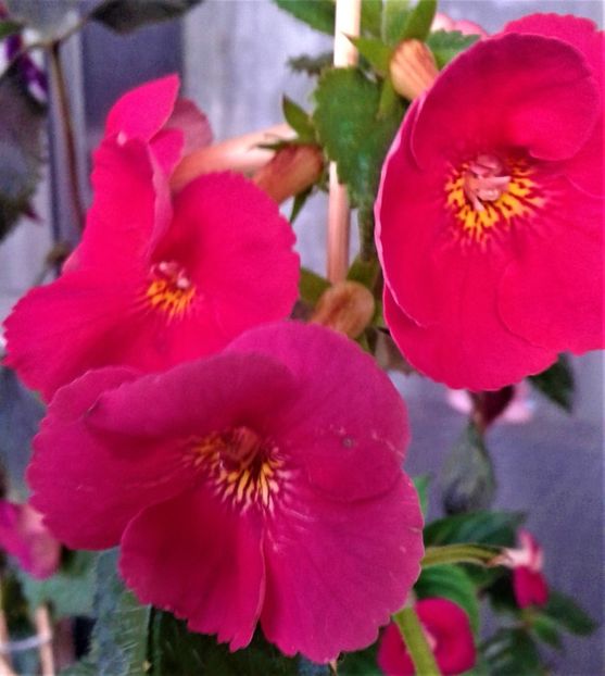  - ACHIMENES 07 10 2000000019
