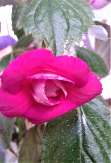  - ACHIMENES 07 10 2000000019