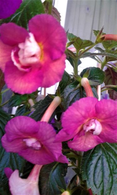  - ACHIMENES 07 10 2000000019