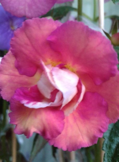  - ACHIMENES 07 10 2000000019
