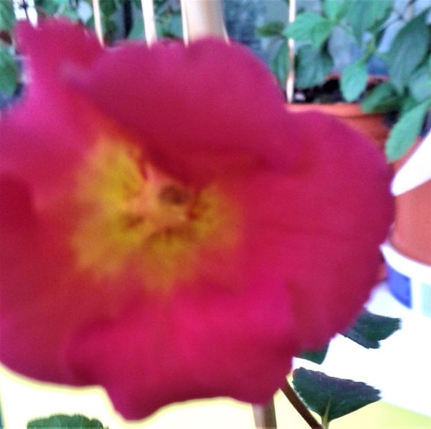  - ACHIMENES 07 10 2000000019