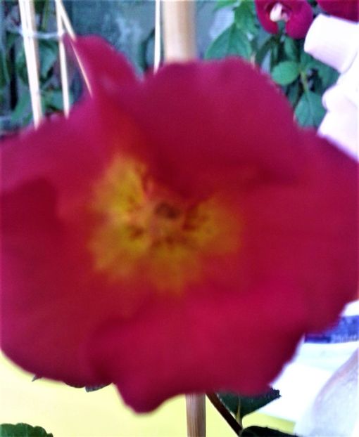  - ACHIMENES 07 10 2000000019