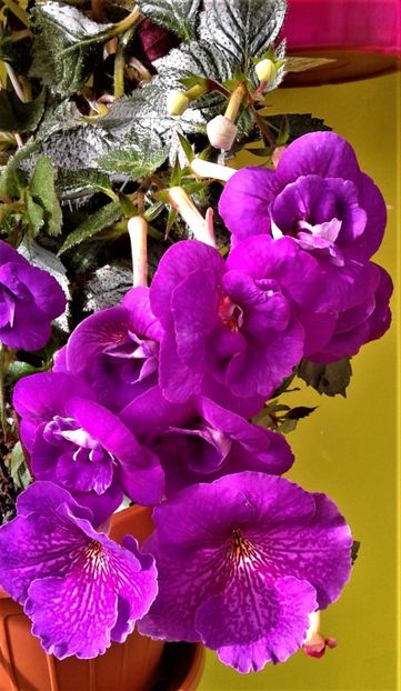  - ACHIMENES 07 10 2000000019