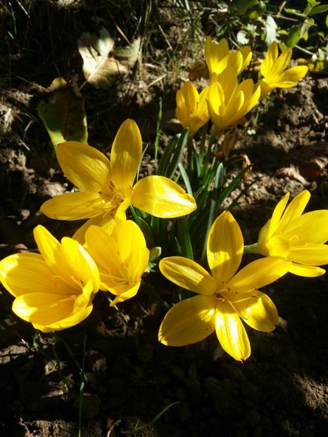  - curtea cu toate cele 2019