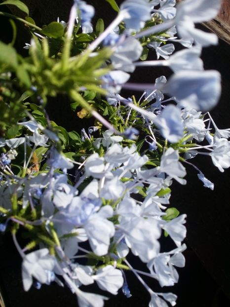  - curtea cu toate cele 2019