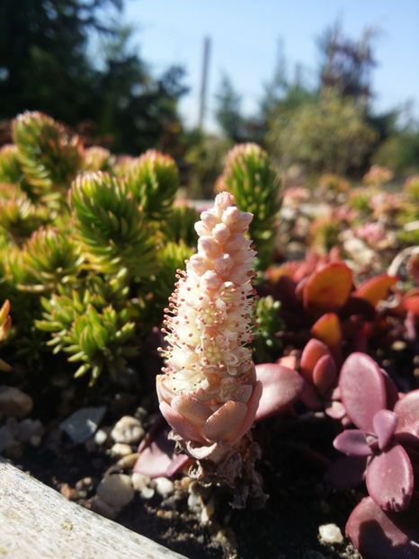  - curtea cu toate cele 2019