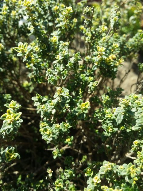  - curtea cu toate cele 2019