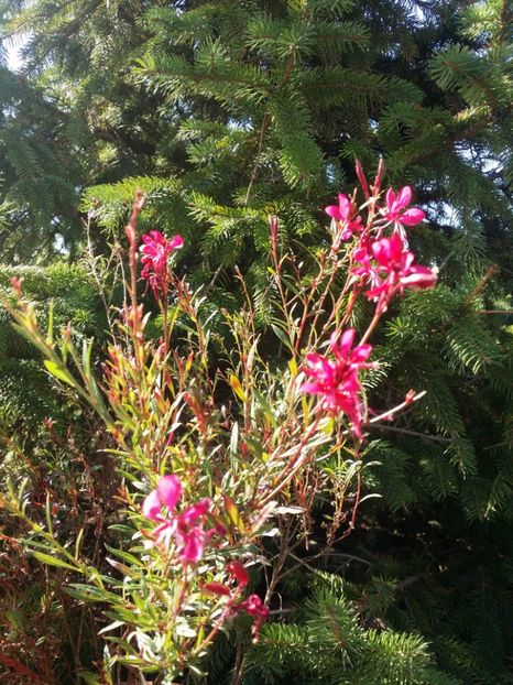  - curtea cu toate cele 2019