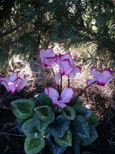  - curtea cu toate cele 2019