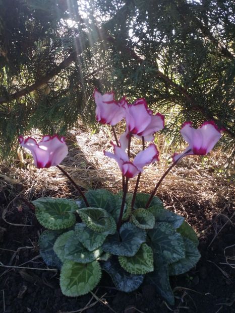  - curtea cu toate cele 2019