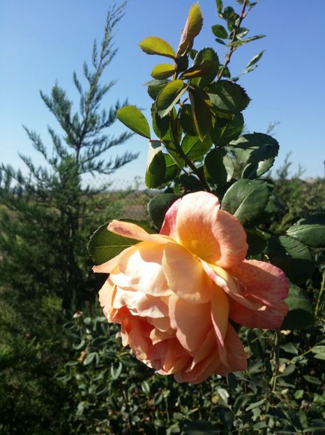  - curtea cu toate cele 2019